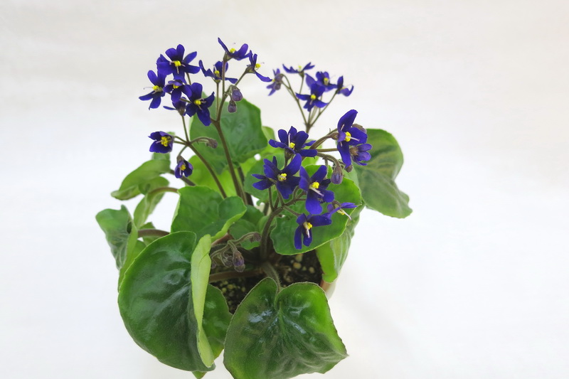 S. clone orbicularis var. Purpurea, колл.Н.Старостенко.JPG