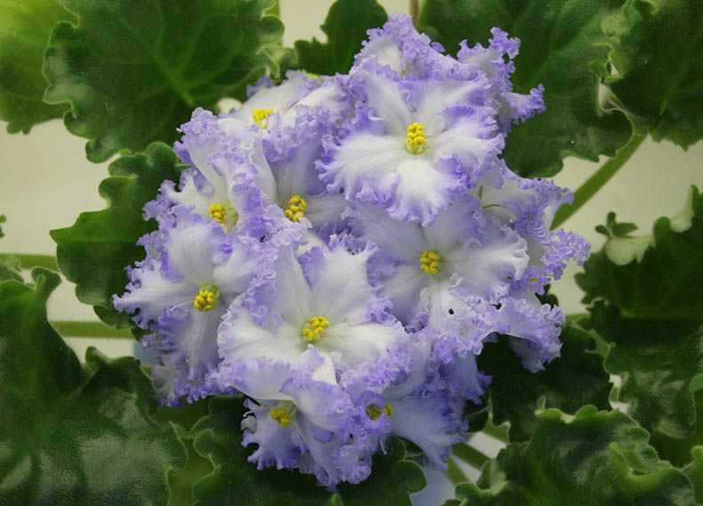 Кузина_Partly Cloudy.jpg