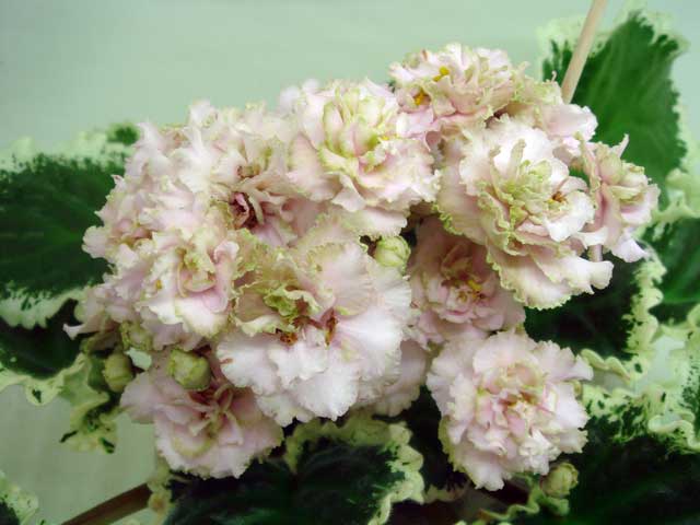 Ma's-Corsage.jpg