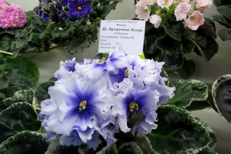 Тюрина ЛЕ-Прозрачная Лазурь.JPG