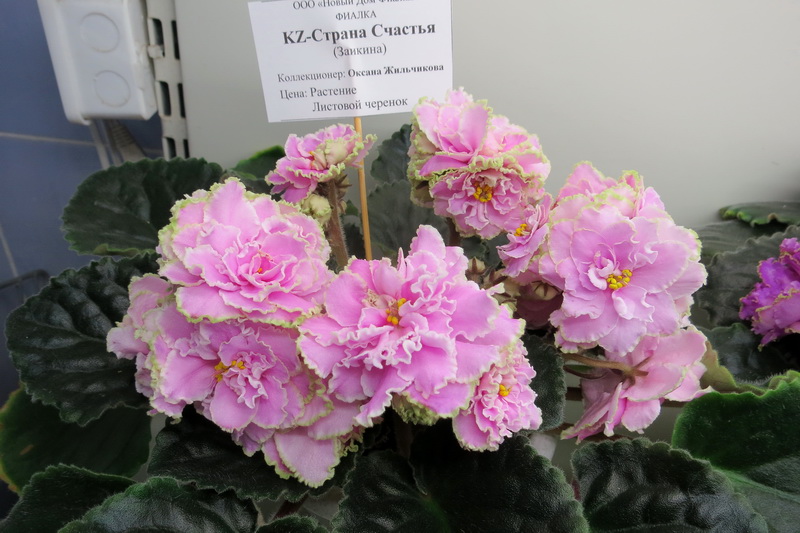Жильчикова KZ-Страна Счастья.JPG