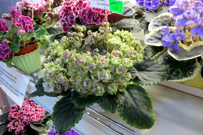 Жильчикова Morgan's Chutney Popcorn (полумини).JPG