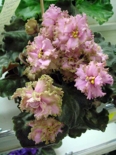 Island-Rose.jpg