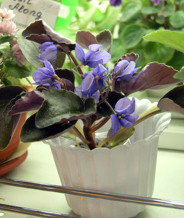 Senk's Blue Cascade