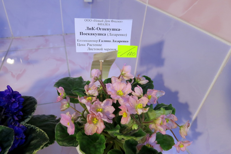 Лазаренко ЛиК-Огневушка Поскакушка.JPG
