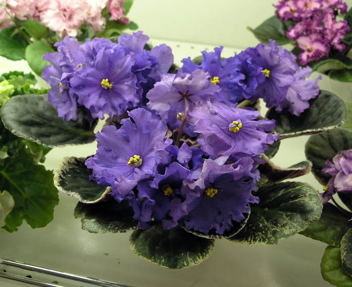 Buckeye Boysenberry