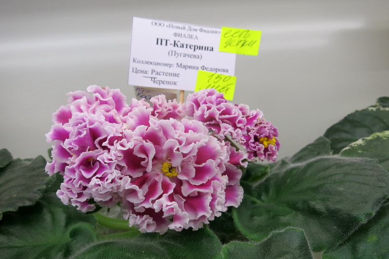Фёдорова ПТ-Катерина.JPG