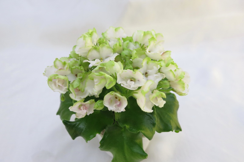 Самохина Мария  Celtic Rose  спорт.JPG