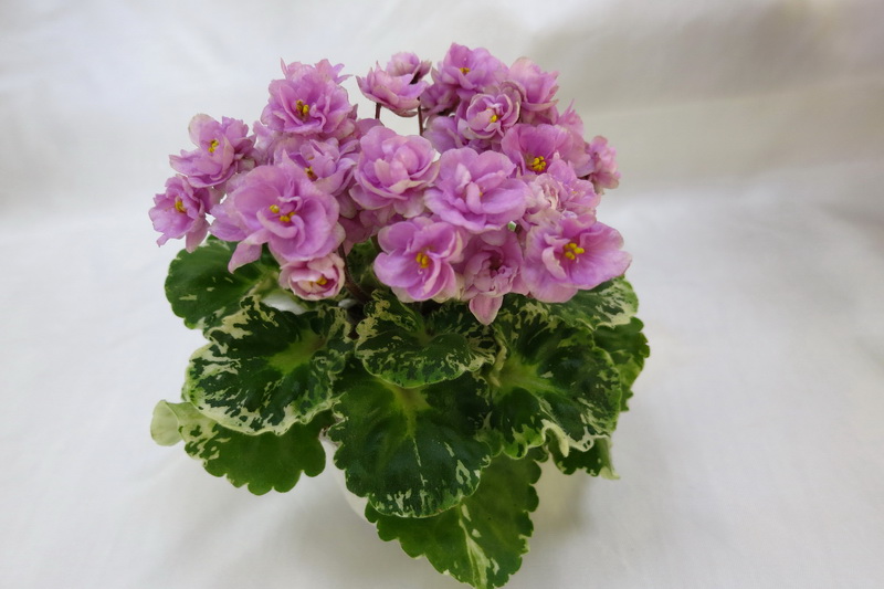 Самохина Мария ЛЕ-Нина.JPG