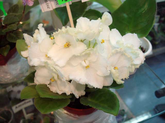 Spring-Promise.jpg
