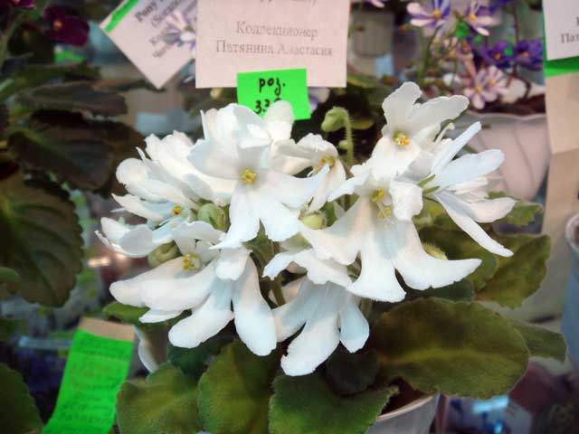Lunar-Lily-White.jpg
