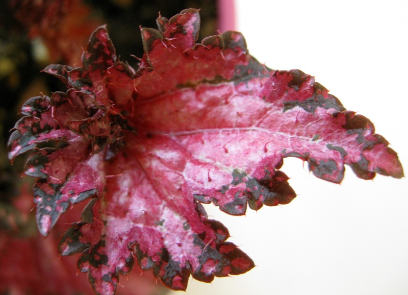 begonia Dollar Down.JPG