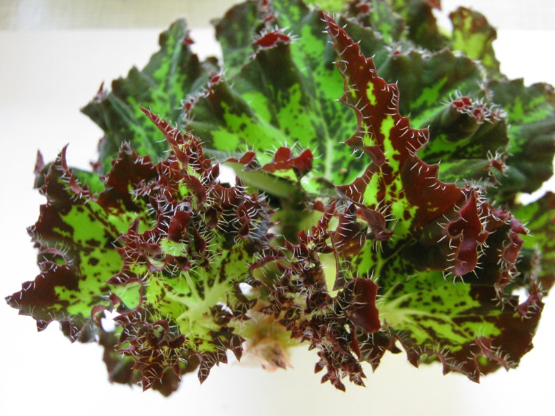 begonia Baby Dress.JPG