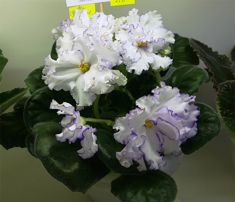ЛЕ-Северная Роза