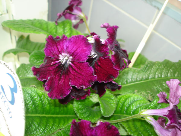 Sultans Ruby