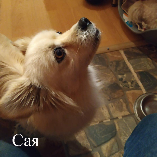 Сая.jpg