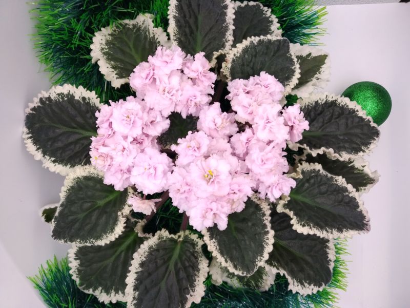 Ma`s Corsage.JPG