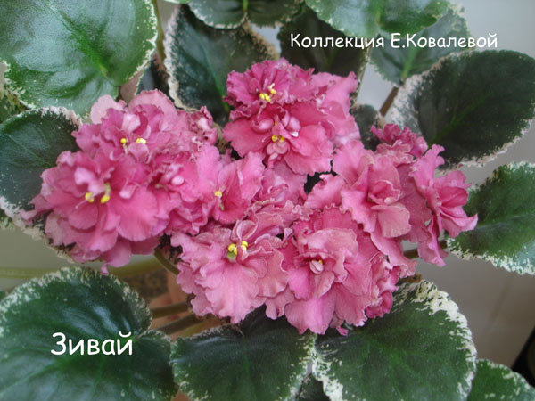 Зивай11.jpg
