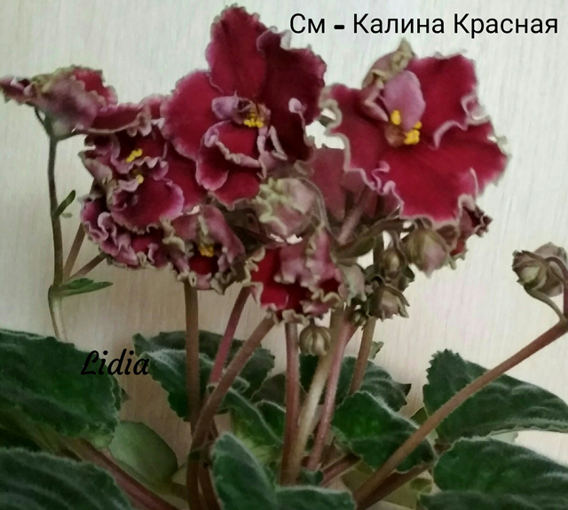 СМ-Калина Красная фЛидия Хомякова.jpg