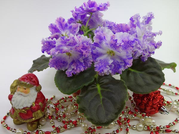 ПТ-Серафима.jpg