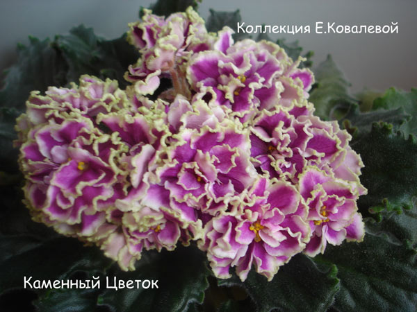 Каменный-Цветок111.jpg
