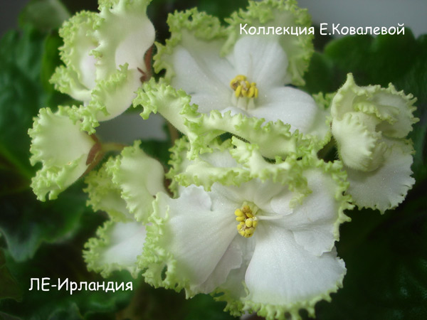 ЛЕ-Ирландия11.jpg