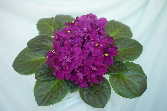 Rabels Flaming Star.JPG
