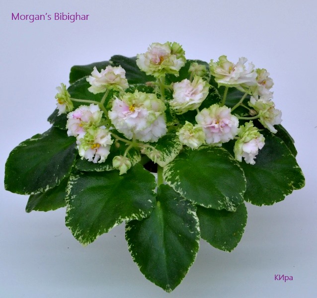 Morgans B.-2.JPG