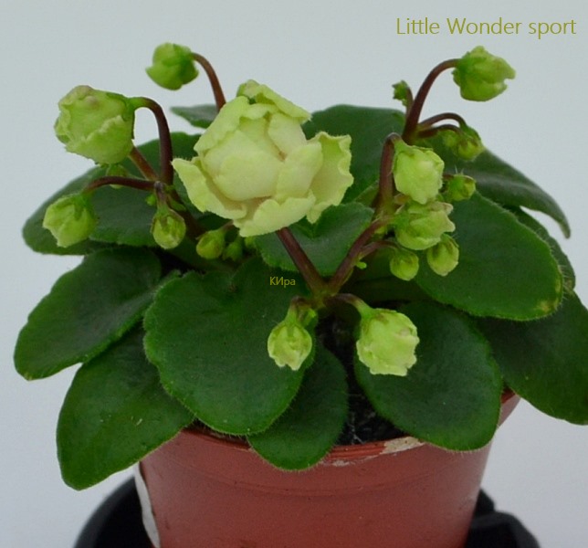 Little Wonder sp.JPG