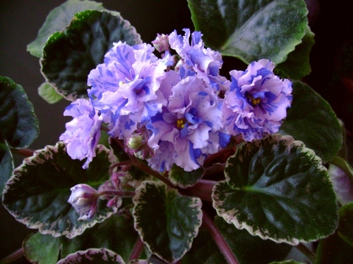 ЛиК - Многообразие Жизни.JPG