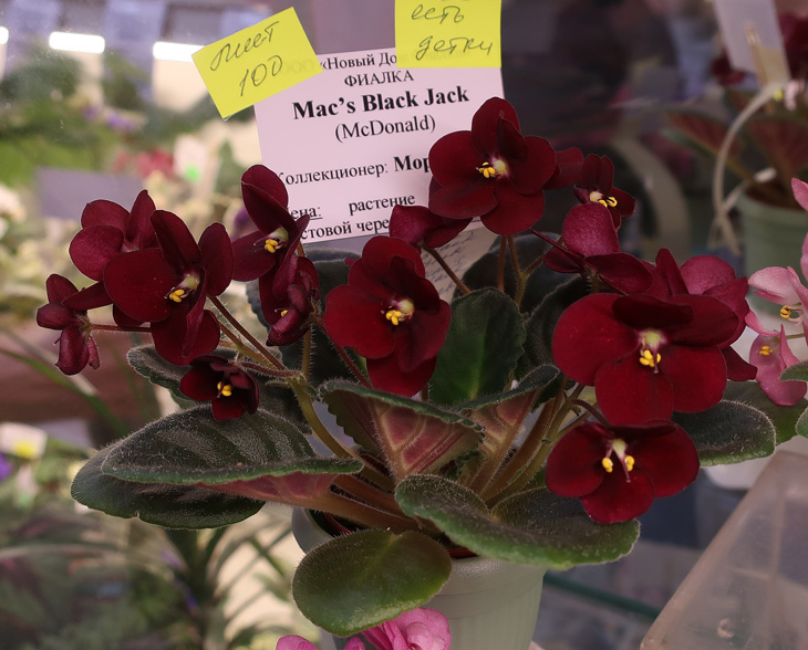 Mac'S-Black-Jack-(Морозова).jpg
