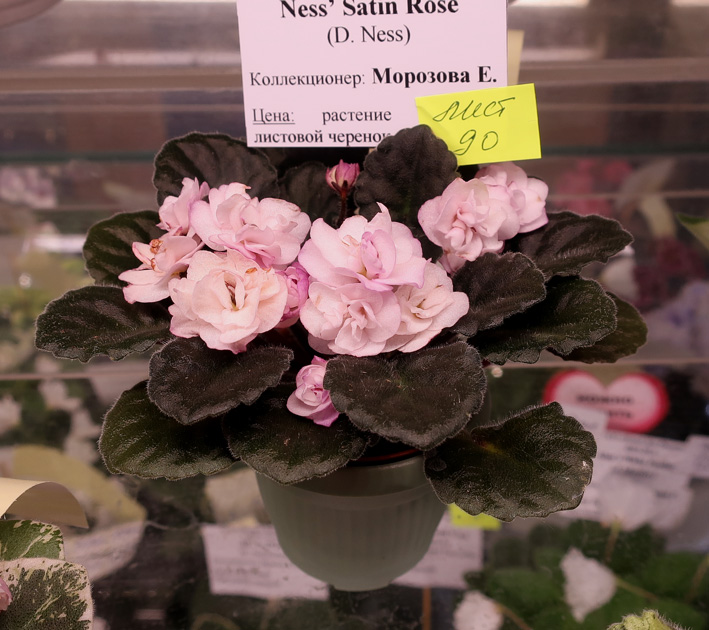 Ness'-Satin-Rose-(Морозова).jpg
