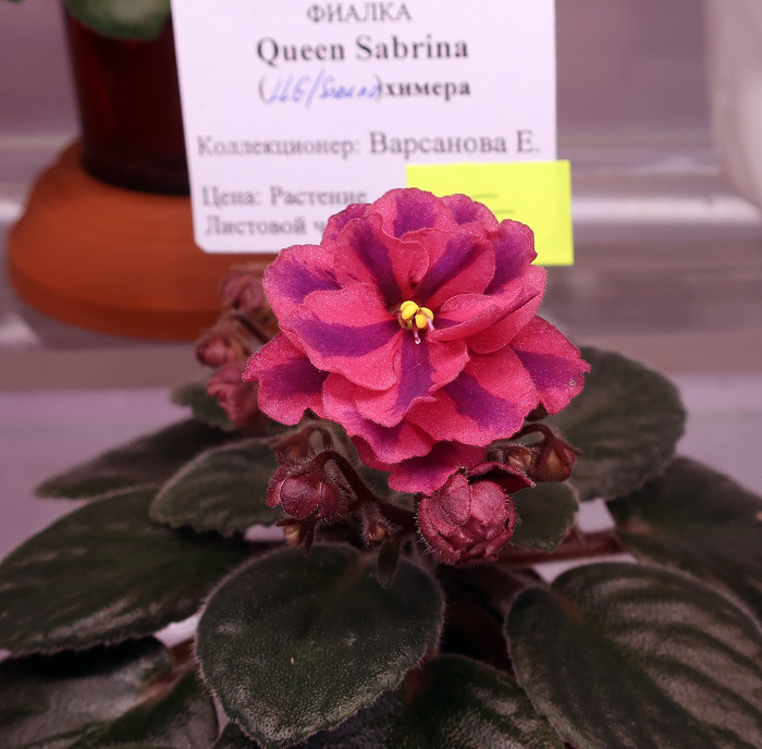 Queen-Sabrina-(Варсанова).jpg