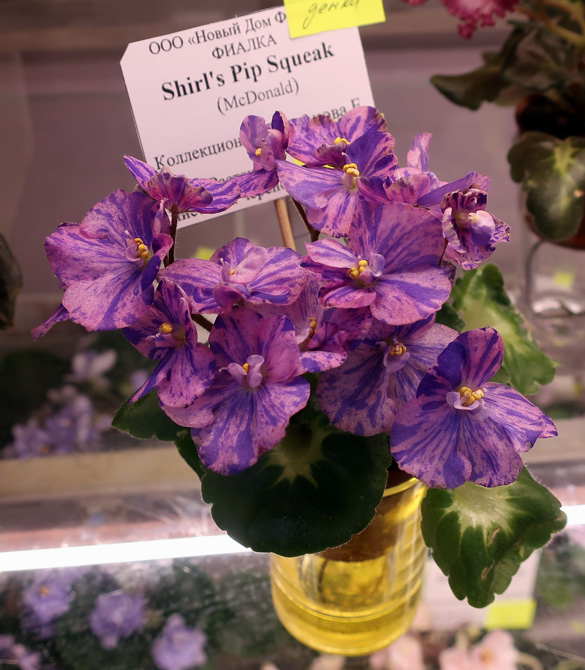 Shirl's-Pip-Squeak-(Варсано.jpg