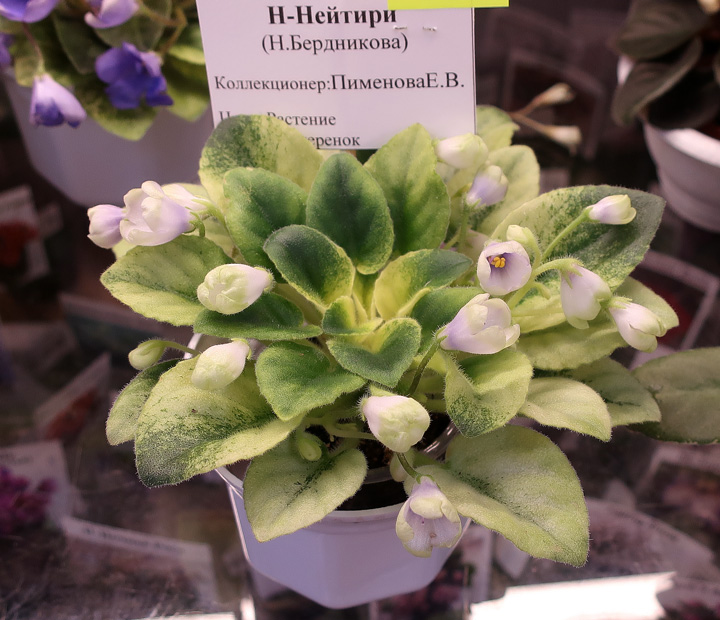 Н-Нейтири-(Пименова).jpg