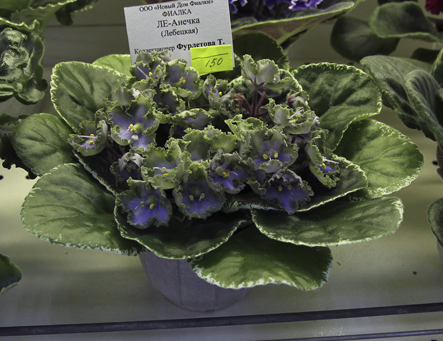 ЛЕ-Анечка