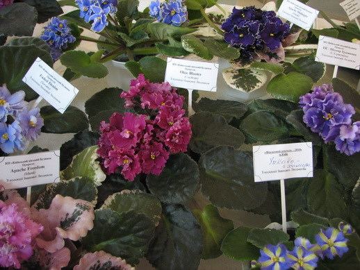 IMG_2918mm.jpg