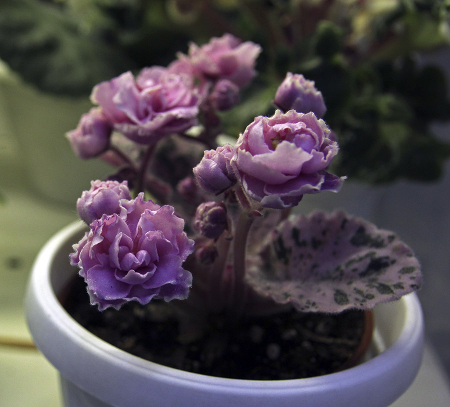 Rose Bouquet
