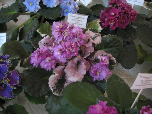 IMG_2917mm.jpg