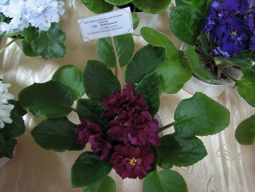 IMG_2672vv.jpg