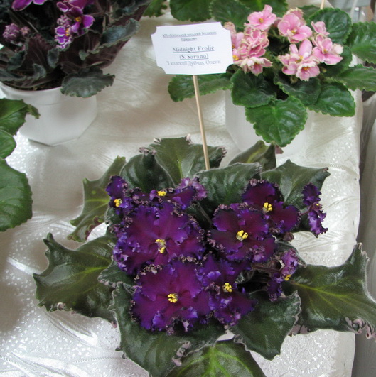 IMG_2725mm.jpg
