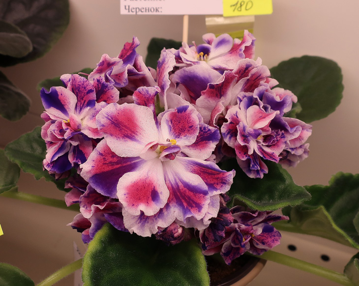 РМ-Павлиний-Глаз-(Конышева).jpg