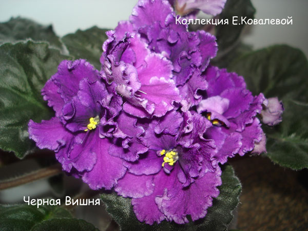 Черная-Вишня11.jpg