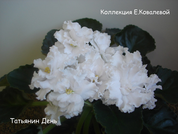 Татьянин День111.jpg