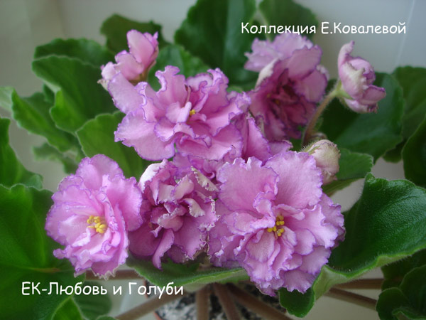 ЕК-Любовь и Голуби.jpg