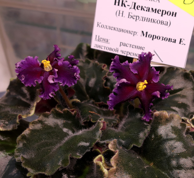 НК-Декамерон-(Морозова).jpg