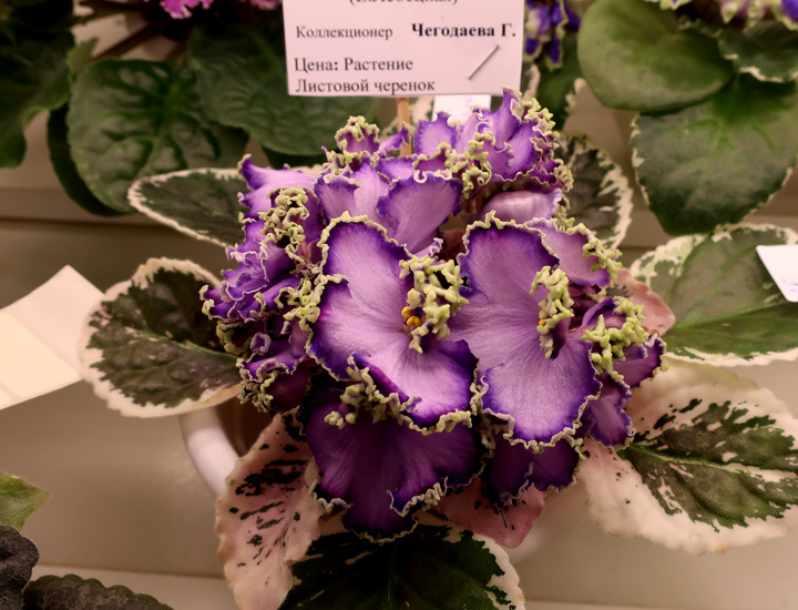 ЛЕ-Галатея-(Чегодаева).jpg