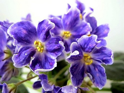 ЛиК-Веселая Затея, цветки.jpg