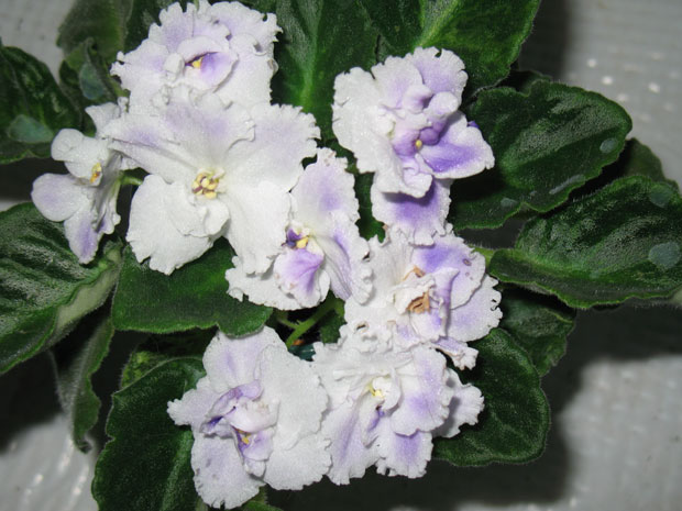 IMG_13411.jpg