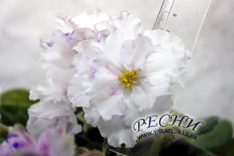 РС-Ча-Ча-Ча.-jpg.jpg